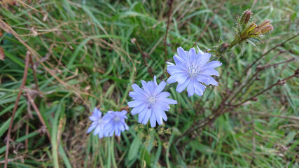 Beautiful chicory flower (also know cichorium intubus L.) on the field in selective focus