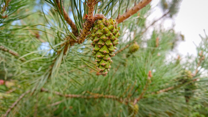 Branch of  pine with  cone (also known as the maritime pine or cluster pine)