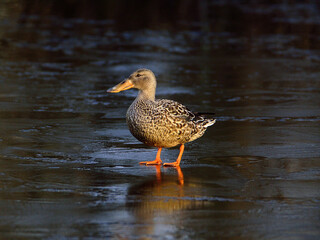 Mallard Duck walking on ice