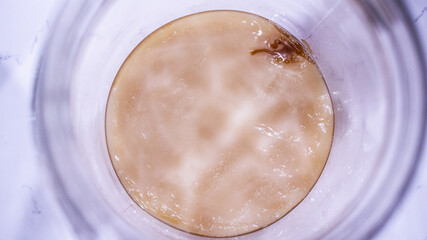 homemade kombucha scoby in a big jar 