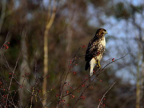 Hawk On A Hawthorn Tree