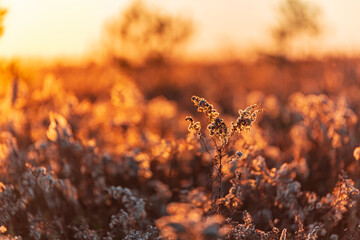 Solidago canadensis, known as Canada goldenrod or Canadian goldenrod during a golden sunset in autumn