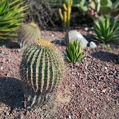 Cactus