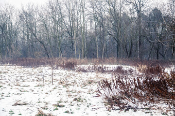 The canadian forest in winter