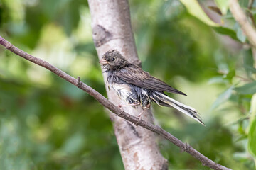Wet Dark-eyed Junco Juvenile in Alaska