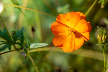 The background image of the colorful flowers