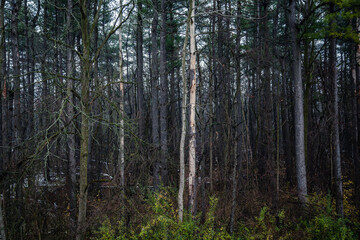 Fototapeta premium The canadian forest in winter