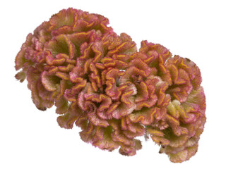 Detailed Top view of the Chinese wool flower or Cockscomb (Celosia argentea var. cristata), isolated on a white background