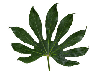 Green leaf of the glossy-leaf paper plant (Fatsia japonica), isolated on a white background