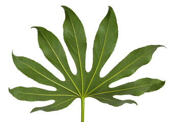 Backside of the Green leaf of the glossy-leaf paper plant (Fatsia japonica), isolated on a white background
