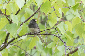 Fototapeta premium Dark-eyed Junco Adult Perched in a Tree in Alaska