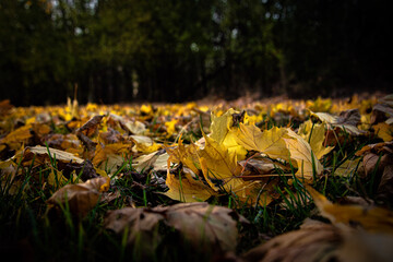 frog in the autumn forest