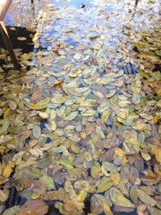 leaves on water