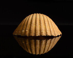 Seashell Still Life