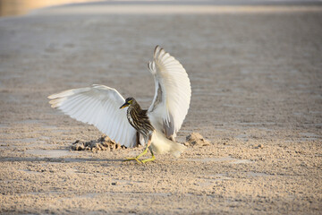 Closeup of nonbreeding adult Chinese Pond Heron in winter plumage spreading wings on sandy beach....