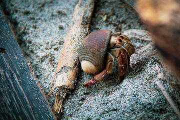 hermit crab eyes with shell sand beach costa rica