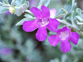 Naklejka premium Purple flower ,Eremophila ,Figworts in garden with soft focus and blurred background ,macro image