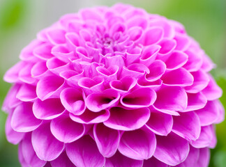 pink dahlia flower closeup