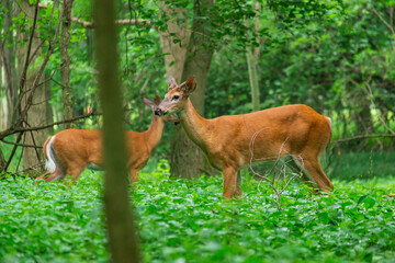 Two juvenile male White-Tailed deers stand in a green forest in Ontario