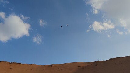 birds flying over the desert