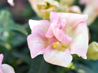 Snapdragon yellow orange flower plants in garden , Antirrhinum majus with soft focus and sweet...