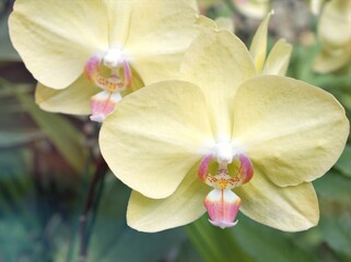 Yellow orchid Vanda flower in garden ,Doritaenopsis plants ,pink Moth orchids with macro image and...