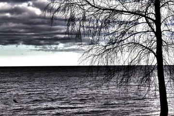 Bare tree branches against a cloudy sky background. Lake Shore. Mainly cloudy. Evening. autumn.