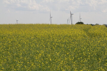 The wind turbines are working. Fields sown with agricultural crops. Green grass. Huge territory....