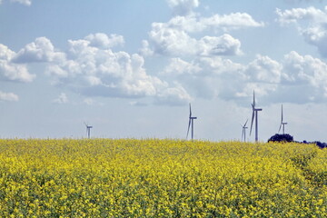 The wind turbines are working. Fields sown with agricultural crops. Green grass. Huge territory....
