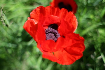 Red poppies in the field. Fresh flowers bloom in spring. Wallpaper, background from a flower.