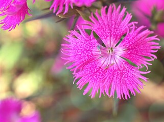 Sweet william pink flower plants in garden, Dianthus barbatus ,Chinensis ,china pink	