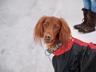 Redhead dog for a walk in winter. Setter puppy in winter overalls walks in the snow. The dog plays...