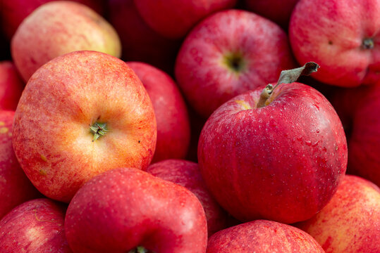 pomme rouge