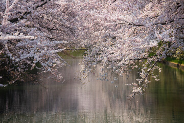 弘前公園の桜　花筏