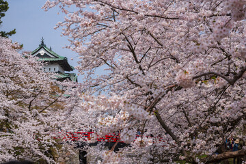 弘前公園の桜