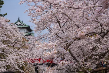 Fotobehang 弘前公園の桜 © noriha