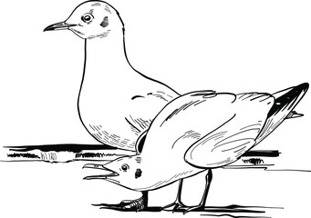 hand drawn vector illustration of a seagull