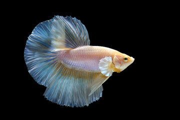 The moving moment beautiful of betta fish on black background