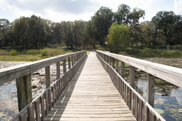 Bridge wood lake swamp nature