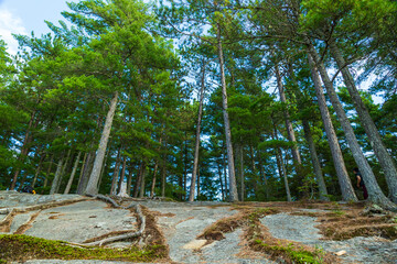 Tall pine trees in Algonquin Park, Ontario, Canada