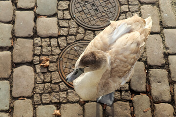 Swan walking on a cobblestone path close to the water in a port in Germany