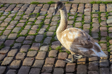 Swan walking on a cobblestone path close to the water in a port in Germany