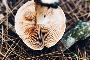 Fungi grow after rains on forest floors.