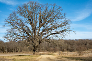 Solitary tree in the afternoon light.