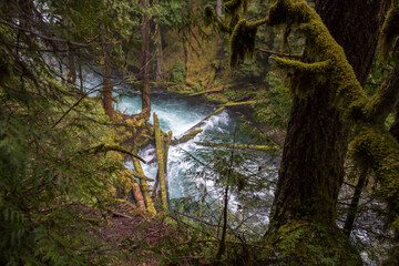 Colorful landscape at McKenzie River, Oregon
