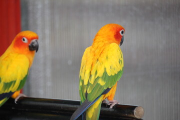 Fototapeta na wymiar parrot colorful yellow red green