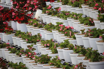 small flower gardens in terraced pots at tourist attractions