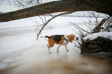 Beagle dog. Dog on a leash in winter.