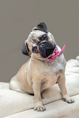 Young female Pug dog sitting at home turning head wearing pink necklace.