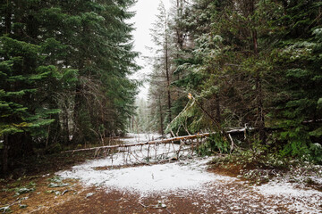 Fallen tree in Mount Hood National Forest, Oregon